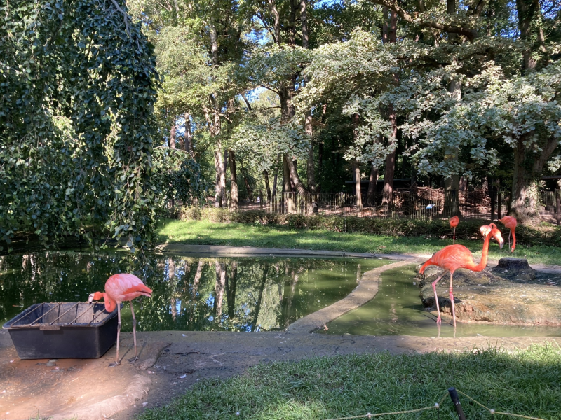 Der Rostocker Zoo (9)