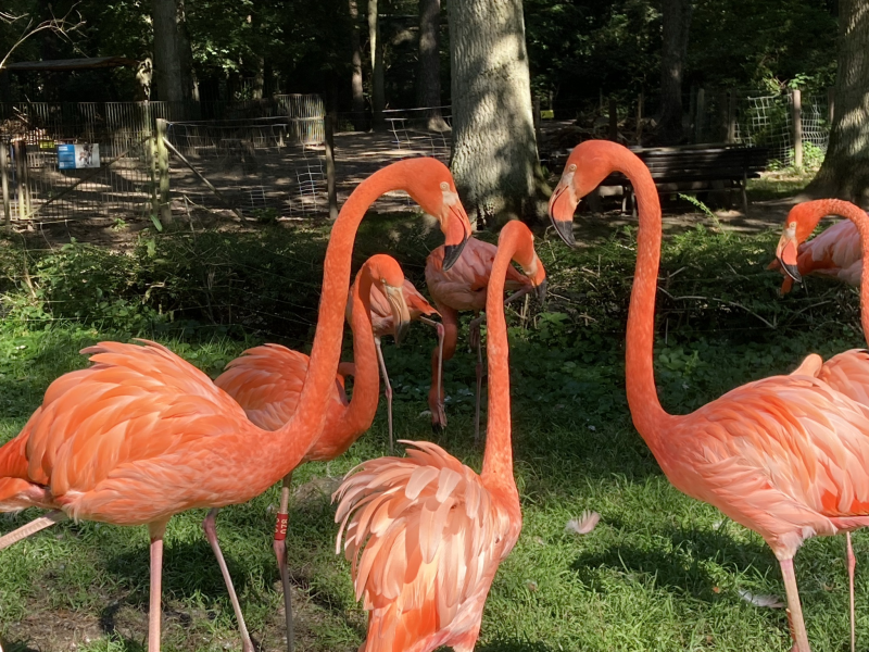 Der Rostocker Zoo (3)