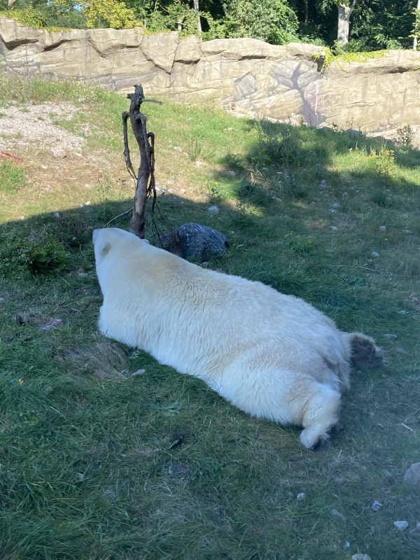 Der Rostocker Zoo (7)