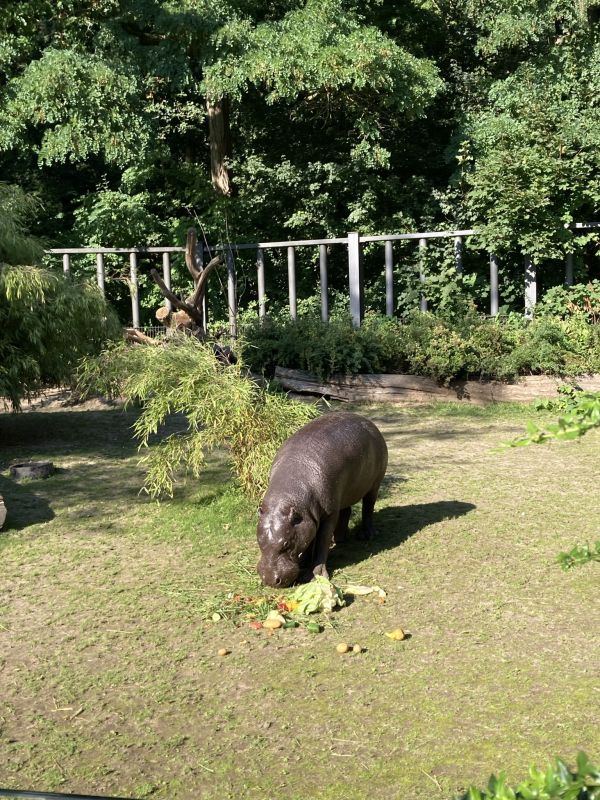 Der Rostocker Zoo (10)