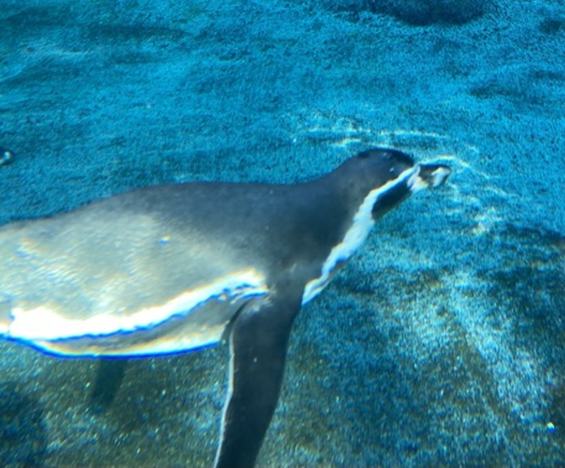 Der Rostocker Zoo (11)
